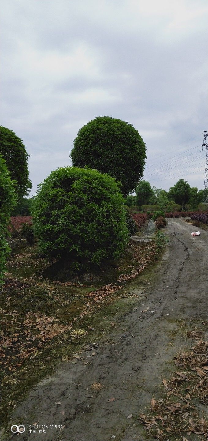 四季桂 桂花