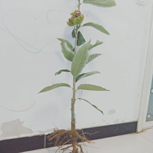 平邑县 嫁接板栗苗大红袍板栗树苗