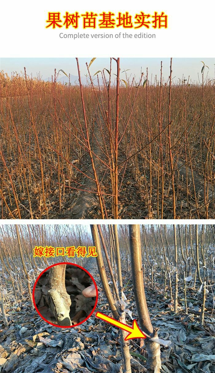  自家基地直销嫁接血桃苗 包成活 包品种包挂果赠送生根粉和肥料