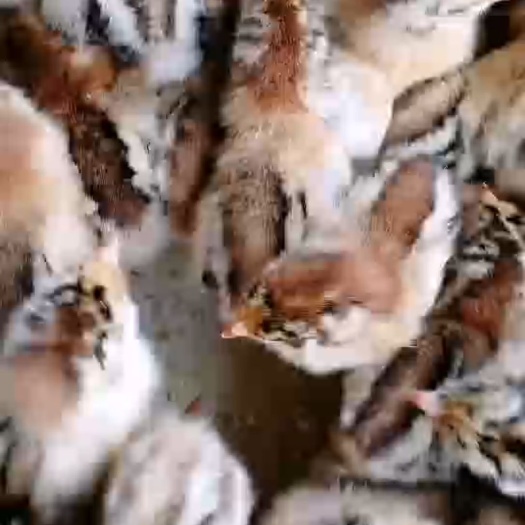 南宁 鸡苗良凤鸡苗