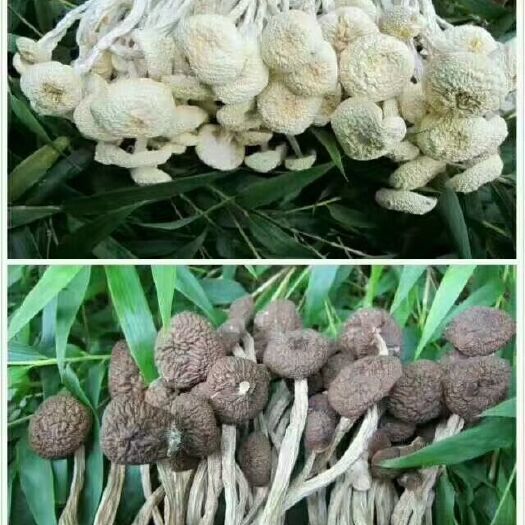 广昌县 广昌茶树菇，大量批发