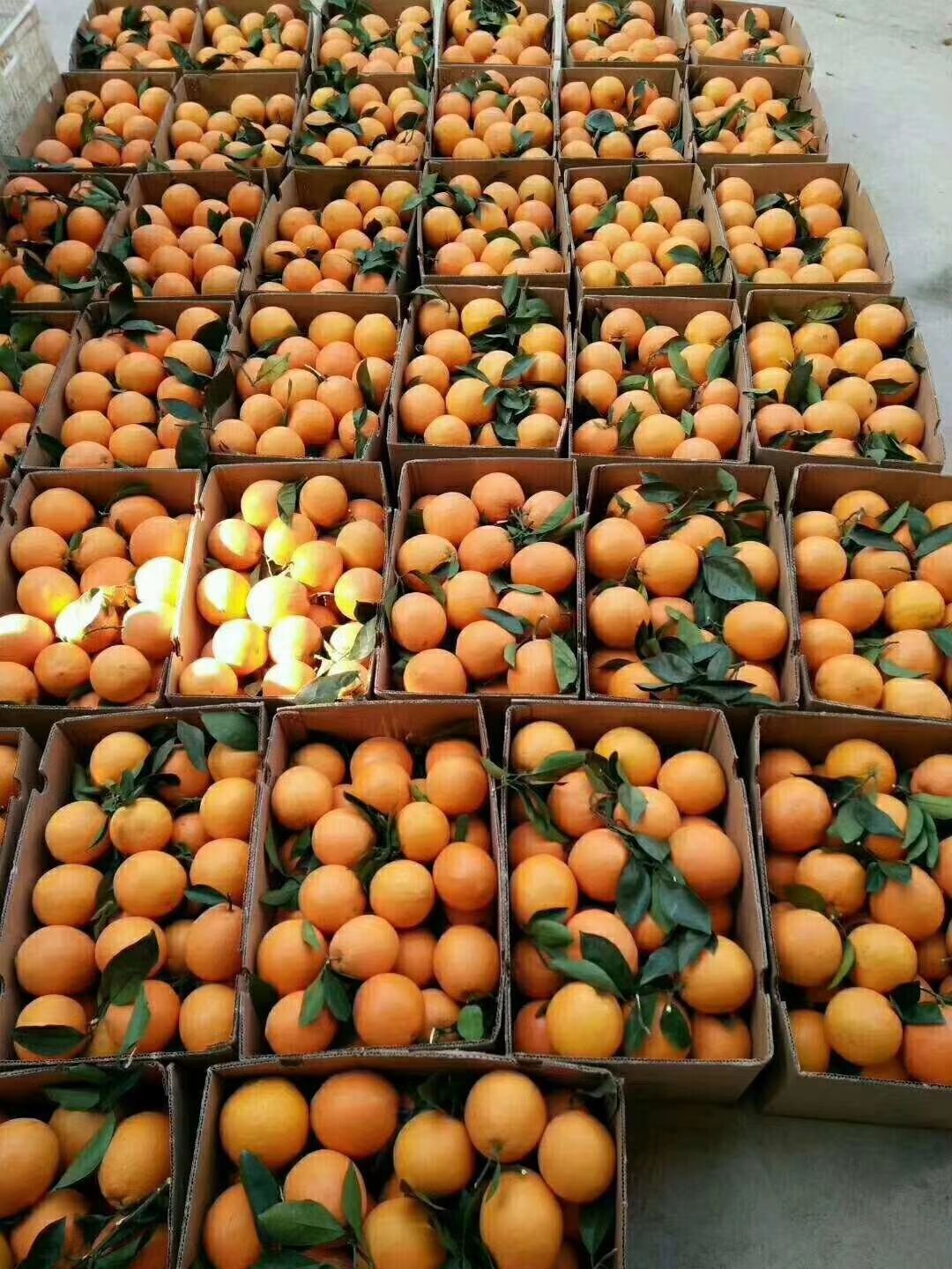  正宗赣南脐橙原产地直销、不催熟、不打蜡、不泡药、天然、