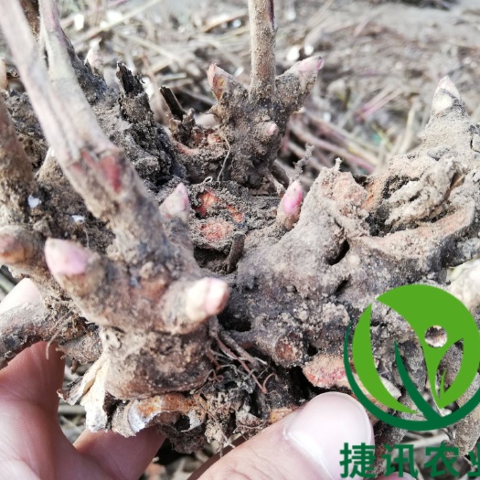 亳州白芍种苗 【店长推荐】白芍芽头 白芍子 改良种苗 成活率高基地直销包回