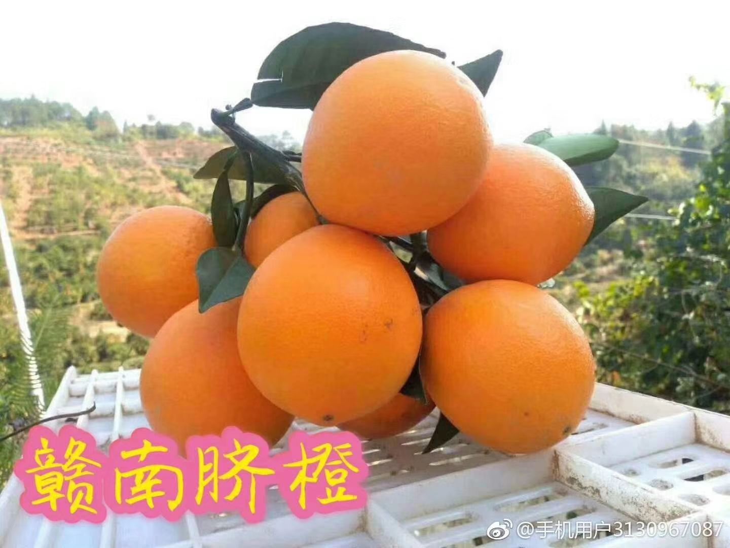  正宗赣南脐橙原产地直销、不催熟、不打蜡、不泡药、天然、