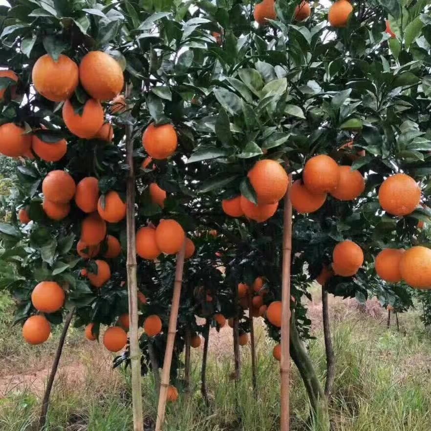  正宗赣南脐橙原产地直销、不催熟、不打蜡、不泡药、天然、