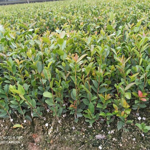 攸县油茶苗