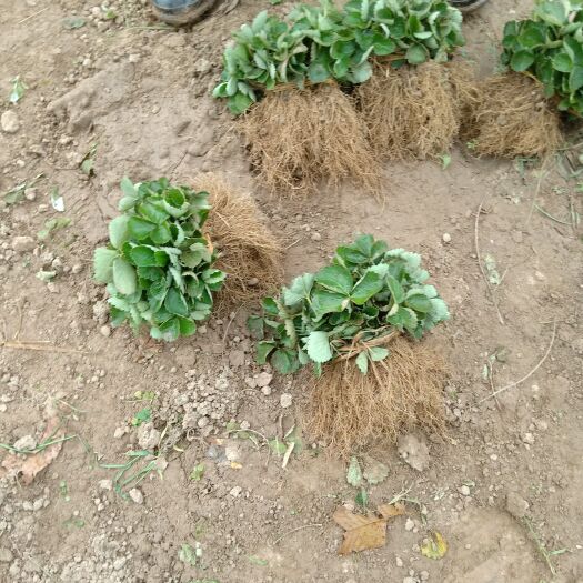 兴安县法兰地草莓苗  假植苗