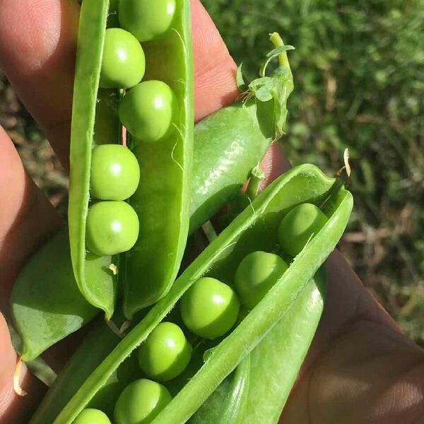 长寿仁豌豆 优质长寿豆