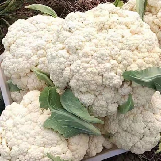 沛县白面青梗松花菜  青梗白面散花