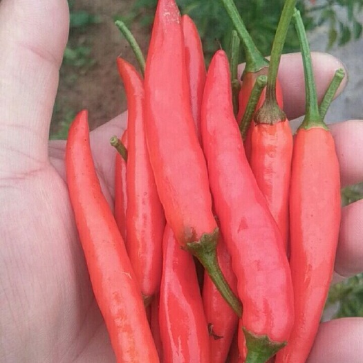 礼县朝天椒 5~10cm 特辣 红色