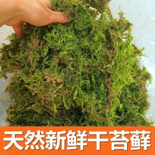 沭阳县水苔苔藓 天然新鲜干苔藓蝴蝶兰君子兰花石斛捕食草营养土水苔乌龟冬眠垫材