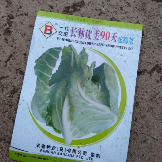 青梗松花菜苗  有松花苗，青花苗，
