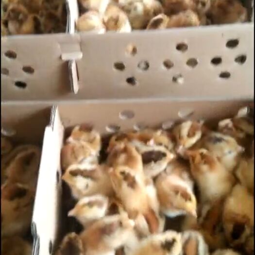 上林县土鸡苗 常年供应鸡鸭鹅苗.需要老板联系