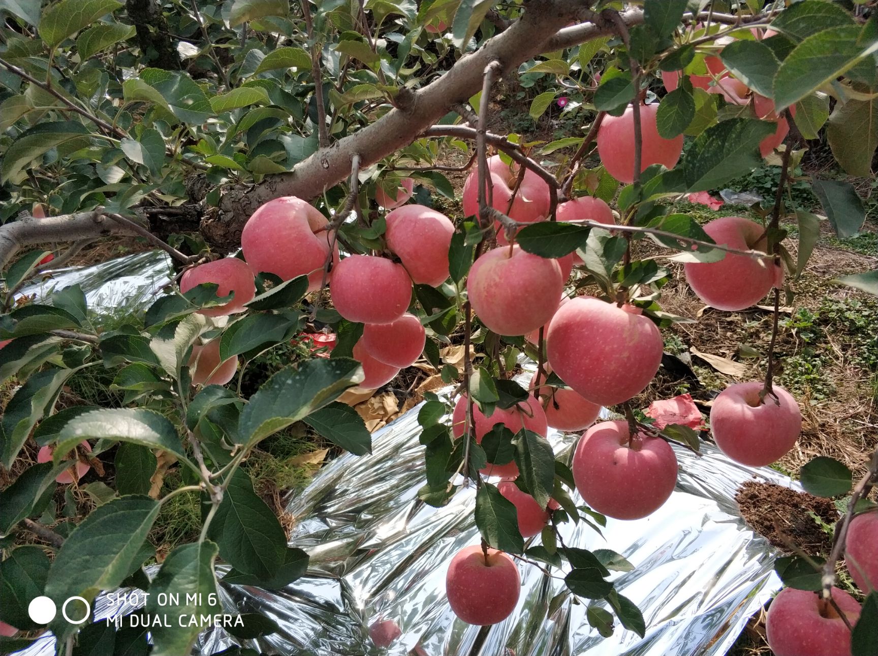  红富士苹果