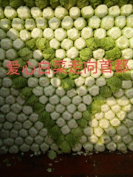 定州市黄心大白菜  北京三号白菜