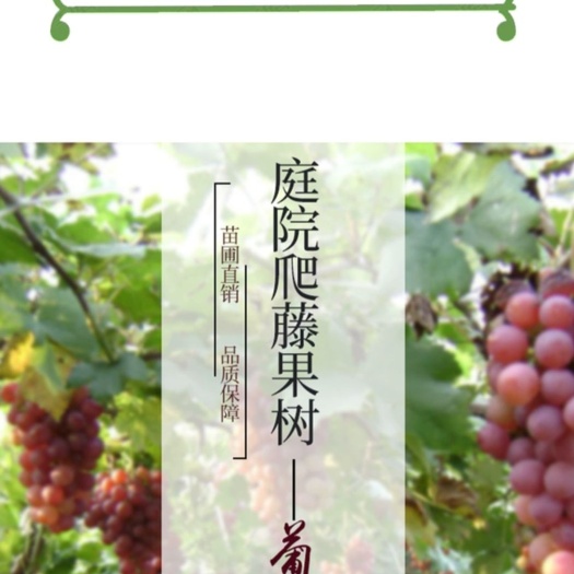 平邑县 葡萄苗
