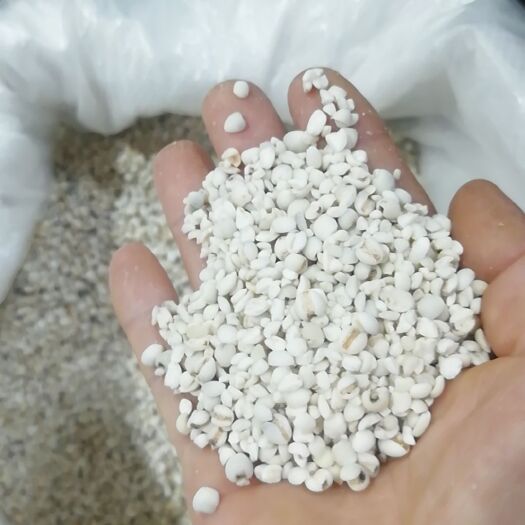 宁化县生薏仁  土薏仁  新薏米