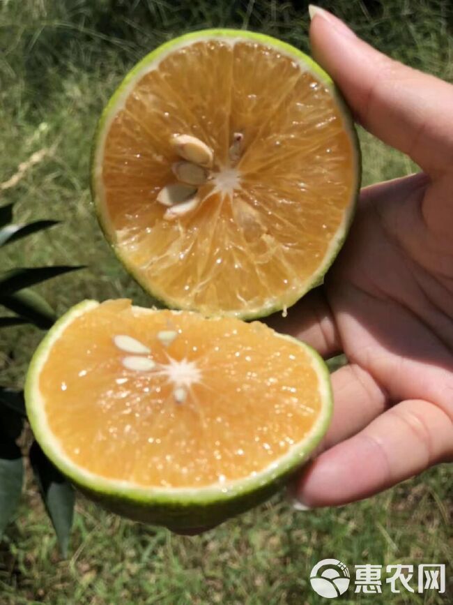 福橙 海南绿橙  应季新鲜水果  现摘现发顺丰包邮5/10斤