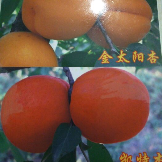 平邑县 金太阳杏树苗