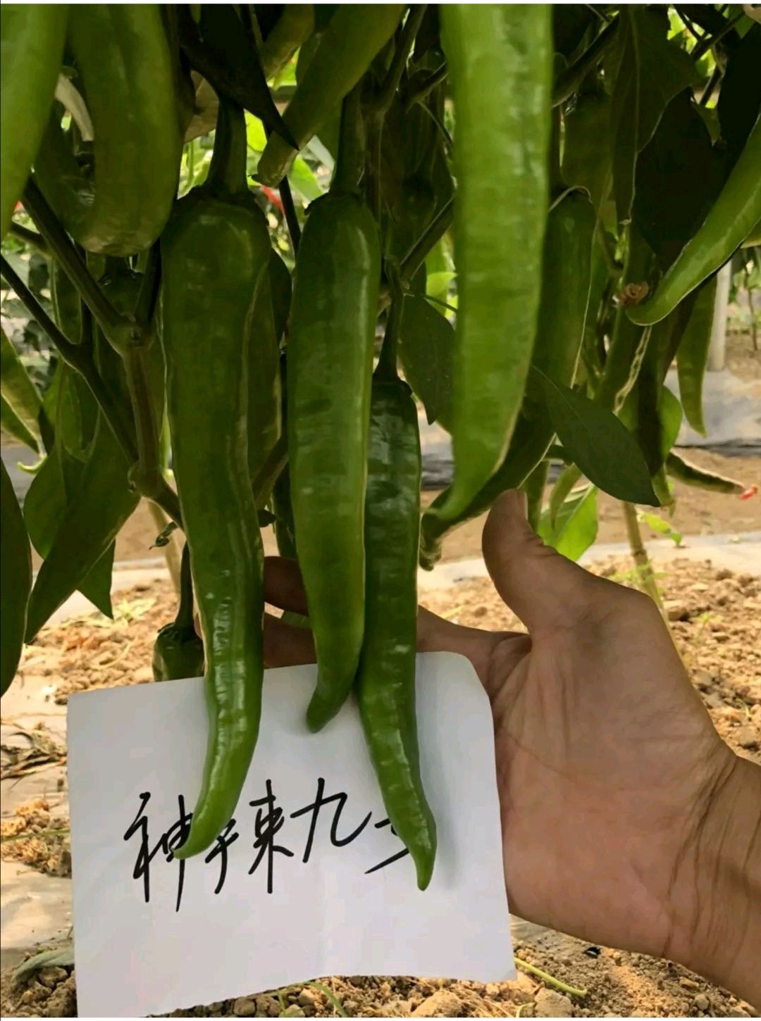 善椒九号杂交辣椒种子高抗病丰产牛角尖椒大棚露地均可种植