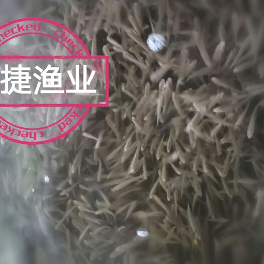 广州优质银雪鱼苗