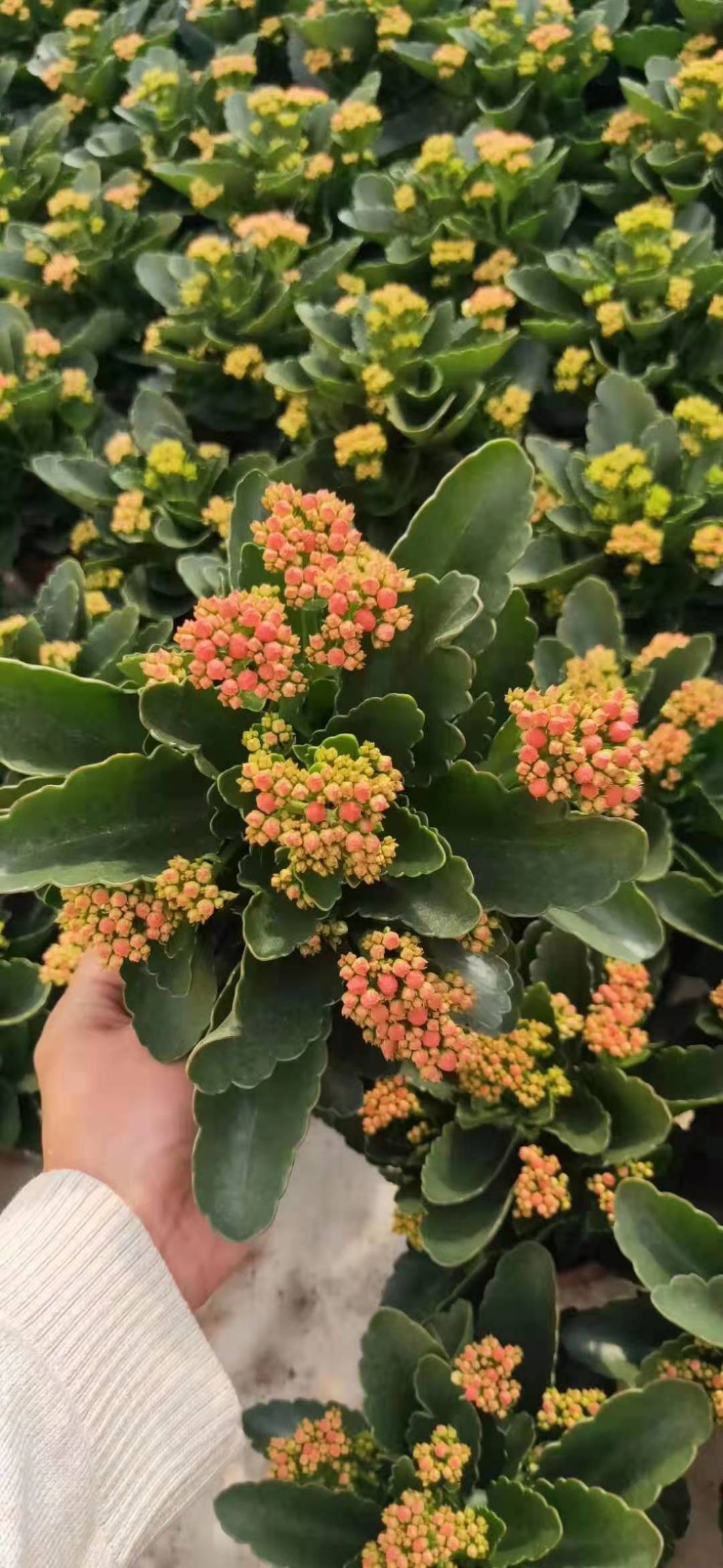 长寿花盆栽花卉观花植物四季开花