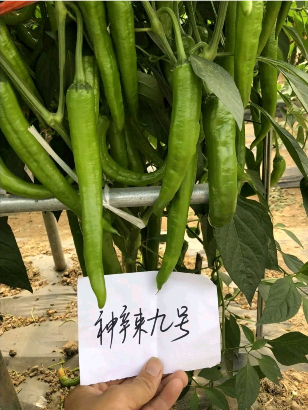 善椒九号杂交辣椒种子高抗病丰产牛角尖椒大棚露地均可种植