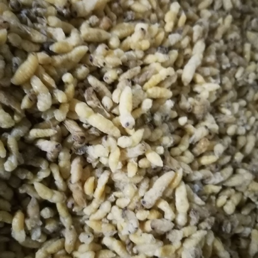胡蜂蛹  一到四级通过，现货65一斤，精品货源.比例1：1