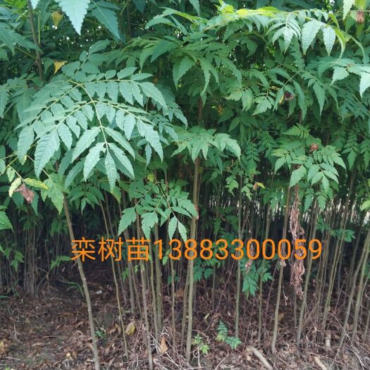 重庆市南栾   栾树苗大量批发供应  各种规格  质量放心