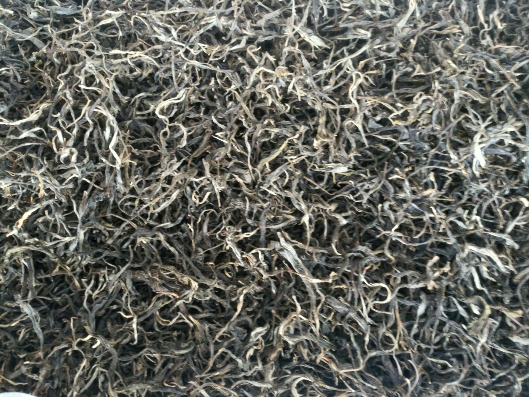  普洱茶主产区之一易武大树茶、乔木茶叶，秋茶