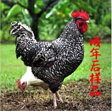 南宁 黑芦花鸡苗