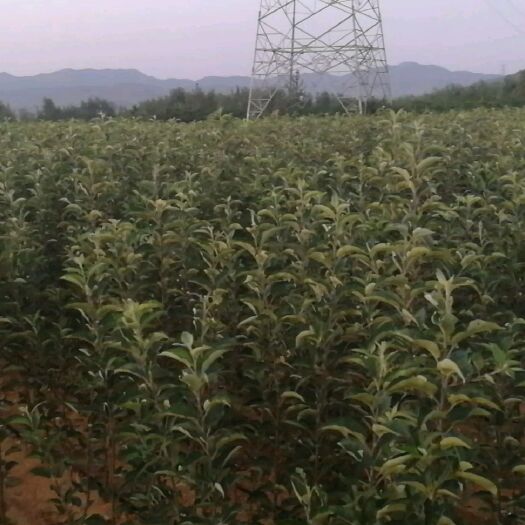 乳山市维纳斯黄金苹果苗 自根砧苹果苗