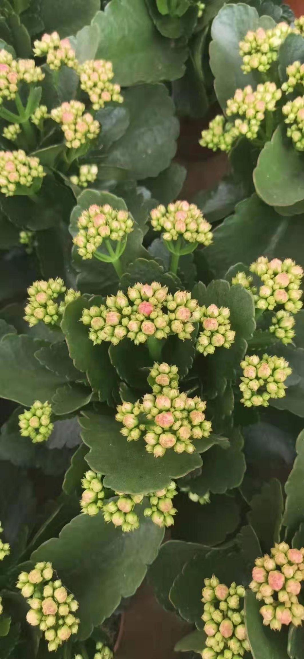 长寿花盆栽花卉观花植物四季开花