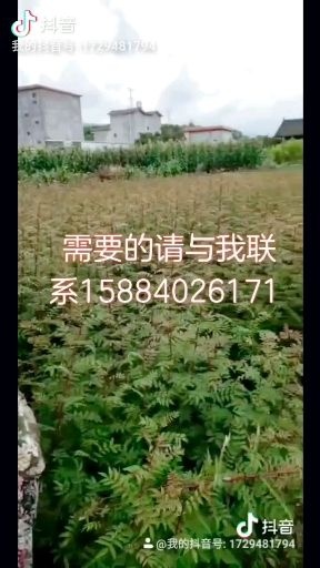 西昌市大红袍花椒苗