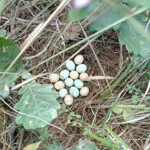 南召县初生蛋 自然散养，性较强，营养更丰富