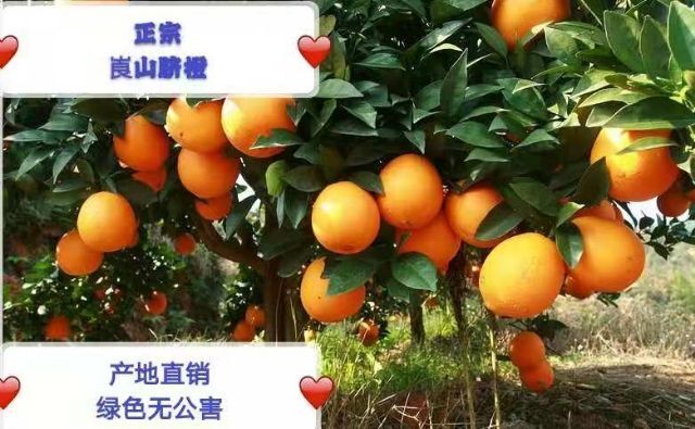新宁县 崀山脐橙
