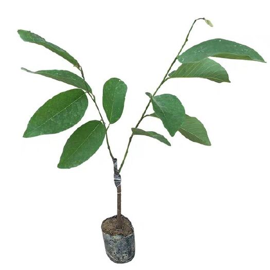 灵山县释迦果苗 嫁接苗