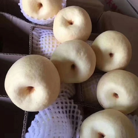 蒲城县【产地直供】陕西，无蒲城酥梨皮薄汁多，肉厚，核小，脆甜