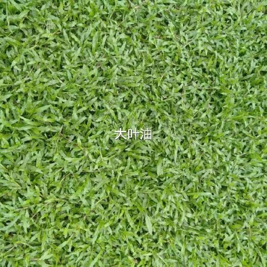 广州大叶油草 同心草场是自家种植草皮专业户