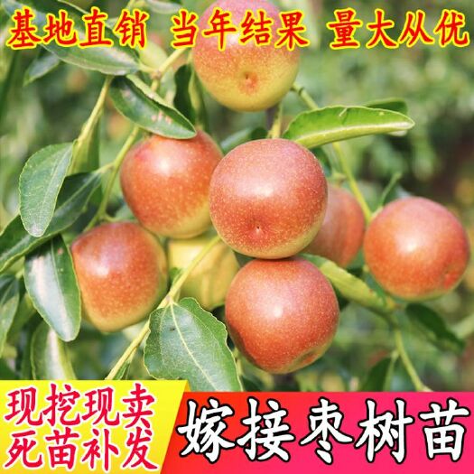 平邑县 沾化冬枣树苗  当年包结果包品种包成活包技术基地直销