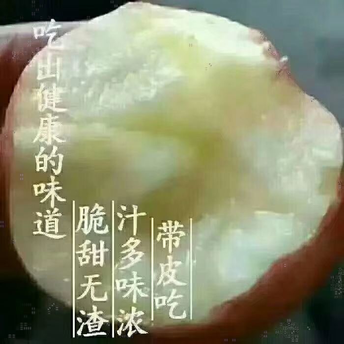 红富士苹果 味道正宗，价格实惠，量大从优