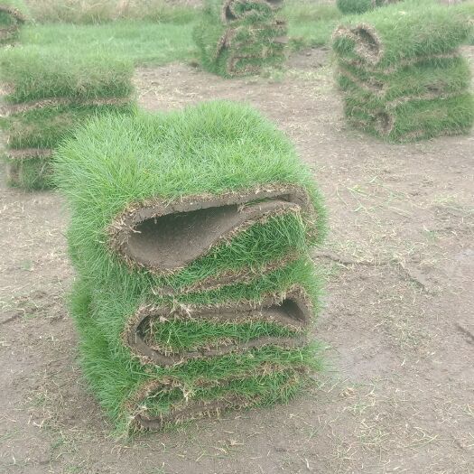 郴州马尼拉草皮 马尼拉草卷