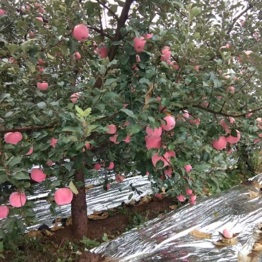 莱西市红富士苹果大量上市了