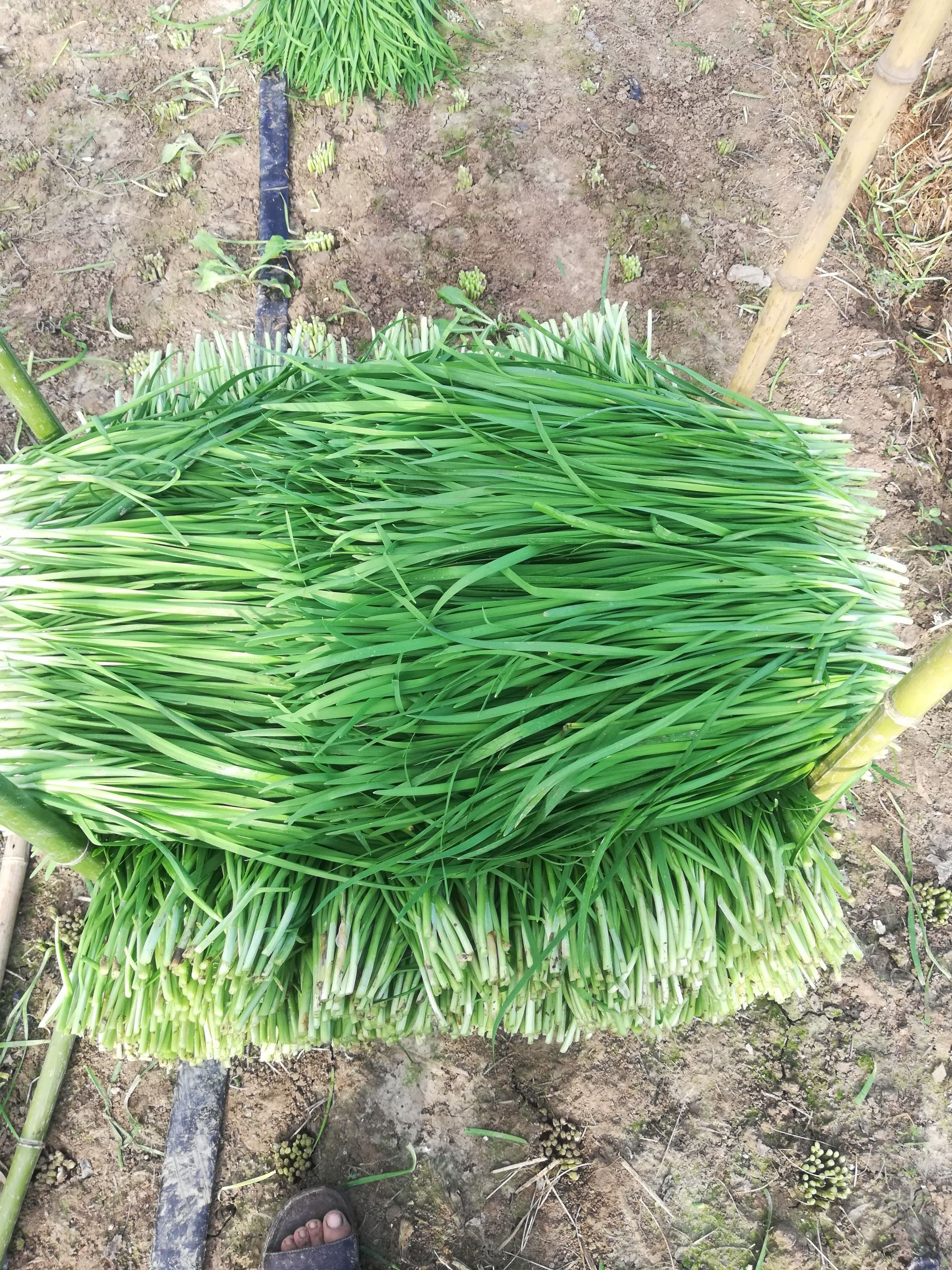 新韭菜大叶韭菜无干尖