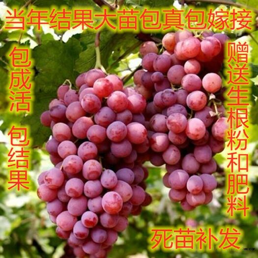 平邑县 当年结果嫁接葡萄苗带泥浆发货 包成活包结果 可实地考察
