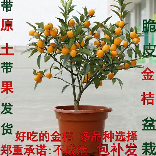 平邑县果树盆景 盆栽橘子苗 带原土带果带叶发货 包成活  带生根粉和肥料