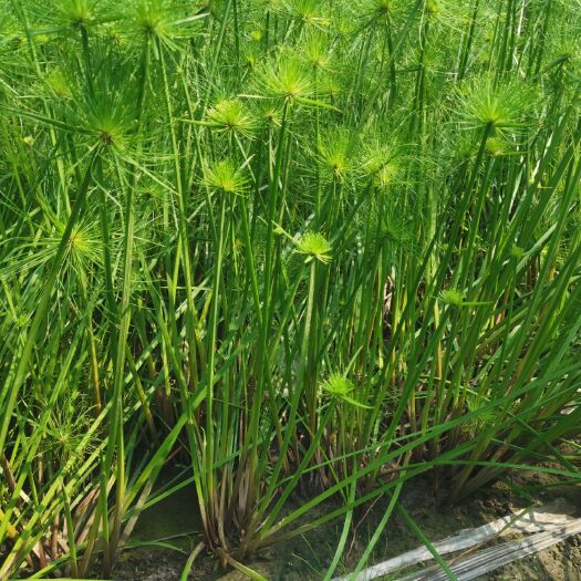 杭州旱伞草 纸莎草 细叶莎草基地批发供应  纸莎草价格
