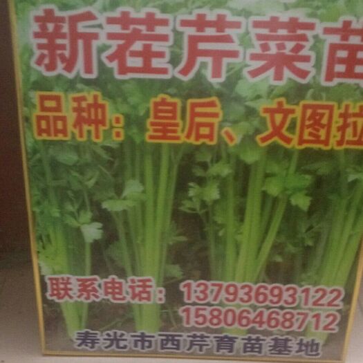 寿光市 出售芹菜苗