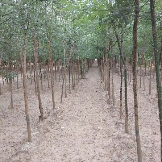 廊坊 大量供应白蜡树