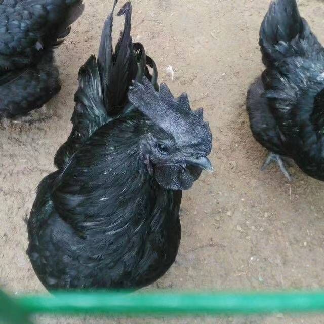 土鸡苗 常年供应鸡鸭鹅苗孵化场直供价格优惠各大养殖户的价格详谈！